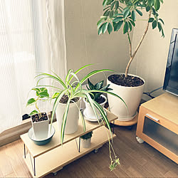 観葉植物/やめたこと/ナチュラル/一人暮らし/心地よい暮らし...などのインテリア実例 - 2021-06-06 16:44:50