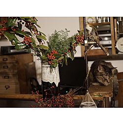 アメリカンホーリー/ねこ部/猫と植物/古道具/DIY...などのインテリア実例 - 2016-11-24 19:10:45