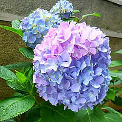 庭/紫陽花のインテリア実例 - 2020-06-05 22:18:54