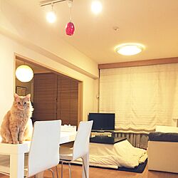 リビング/ディノスのテーブル/いたずら猫との暮らし/普通の家/みなさんの素敵なインテリアに癒されてます...などのインテリア実例 - 2017-02-22 00:08:56