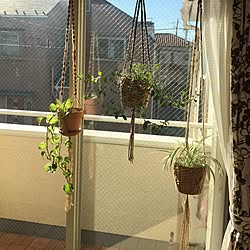 部屋全体/観葉植物/いいね！ありがとうございます♪/マクラメプラントハンガー/ハンドメイド...などのインテリア実例 - 2017-01-26 10:07:36