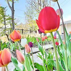 チューリップ可愛い♡/去年植えたチューリップ/今年も沢山植えておこう/八重咲きのチューリップもあります/庭...などのインテリア実例 - 2023-05-13 13:09:09