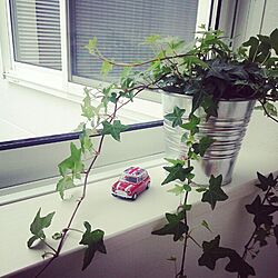 壁/天井/IKEA/Mini/観葉植物/窓のインテリア実例 - 2014-04-04 15:12:27