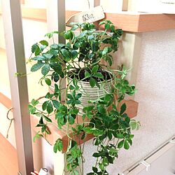 リビング/室内グリーン/植物のインテリア実例 - 2013-10-02 21:41:35