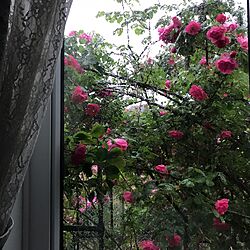 ベッド周り/朝から雨☔️/アンジェラ♡/5月13日/薔薇が好き...などのインテリア実例 - 2017-05-13 09:21:03