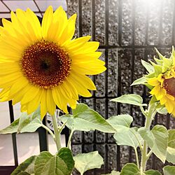 玄関/入り口/植物のインテリア実例 - 2014-08-03 22:16:05