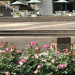 玄関/入り口/綺麗/薔薇の花/ばらの花/カナガワ...などのインテリア実例 - 2018-05-03 13:25:21