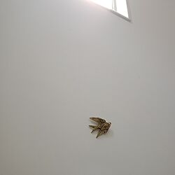 鳥モチーフ/ふきぬけ/壁/天井のインテリア実例 - 2023-07-10 08:46:14