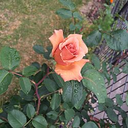 玄関/入り口/ジュリア/南側の庭/薔薇の有る庭/素敵なお宅がいっぱいですね...などのインテリア実例 - 2017-05-06 10:44:54
