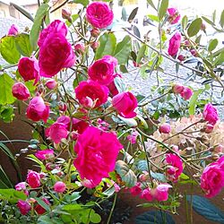 玄関/入り口/植物/バラ好き/薔薇が好き/flower...などのインテリア実例 - 2016-05-22 11:06:38
