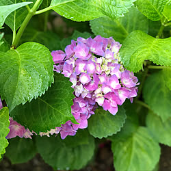 お花大好き♡/お花のある暮らし/紫陽花/玄関/入り口のインテリア実例 - 2019-06-07 20:36:52