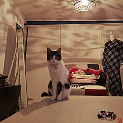 部屋全体/シンプルインテリア/ねこのいる日常/猫と暮らす/いいね＆フォローありがとうございます♡...などのインテリア実例 - 2016-11-18 19:02:10