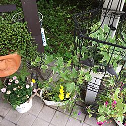 玄関/入り口/観葉植物/ガーデニングのインテリア実例 - 2017-05-26 07:18:02