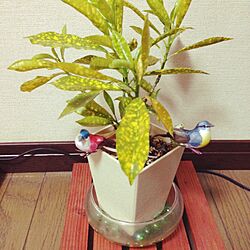 部屋全体/100均/植物/観葉植物/雑貨...などのインテリア実例 - 2014-11-30 21:11:45