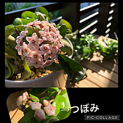 花が咲きました♡/観葉植物/ホヤカルノーサコンパクタ/ウッドデッキのある暮らし/ウッドデッキDIY...などのインテリア実例 - 2022-05-21 22:46:57