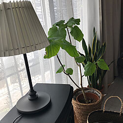 おうち時間/ウンベラータ/照明/IKEA/観葉植物...などのインテリア実例 - 2020-04-26 15:10:15