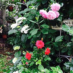 玄関/入り口/ミニばら/植物/ばら/薔薇が好き...などのインテリア実例 - 2016-05-25 19:06:27
