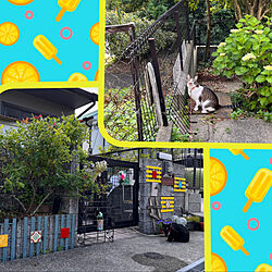 朝の水やり/庭の猫/玄関先の猫/外に出たい猫/猫のいる風景...などのインテリア実例 - 2022-06-04 06:52:53