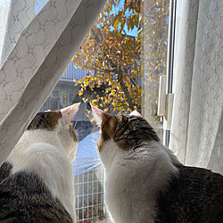 窓辺の猫/仲良し/兄弟猫/ねこと暮らす/リビングから見える庭...などのインテリア実例 - 2022-01-28 14:59:06