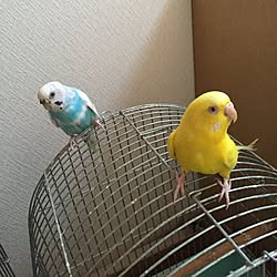 バス/トイレ/セキセイインコ/ペットでスイマセン！/ペットのインテリア実例 - 2015-05-13 18:41:10