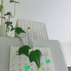 ホワイト&グリーン/かご収納/お菓子収納/カレンダー/観葉植物...などのインテリア実例 - 2021-03-26 13:09:37