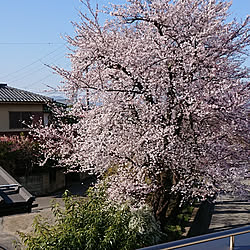 ベッド周り/さくら/インテリアじゃなくてごめんなさい/ベランダからの景色のインテリア実例 - 2019-04-18 08:30:03