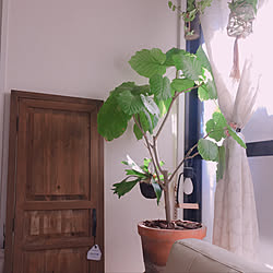 植物のある部屋/植物が好き/植物のある暮らし/賃貸暮らし/賃貸インテリア...などのインテリア実例 - 2019-10-30 11:47:39