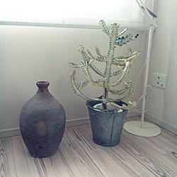 リビング/間接照明/植物のある部屋/ホワイトゴースト/植物のある暮らしのインテリア実例 - 2015-06-02 13:31:25