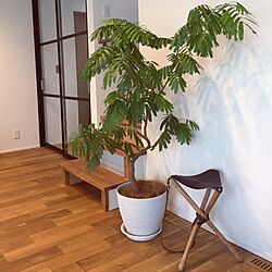 リビング/エバーフレッシュ/折り畳み椅子/観葉植物/植物のインテリア実例 - 2016-09-24 06:42:22