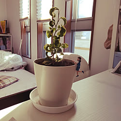 ベッド周り/RC福島支部/植物が好き/くるくるベンジャミンのインテリア実例 - 2022-12-27 10:18:08