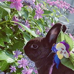 インスタにも別写真載せてます！/雨上がりの庭/うさぎと暮らす/紫陽花/ガクアジサイ...などのインテリア実例 - 2019-06-07 17:50:32