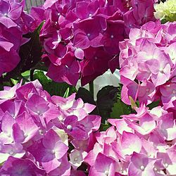 玄関/入り口/紫陽花/植物のインテリア実例 - 2014-05-21 16:16:48