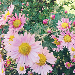 玄関/入り口/楽しい時間/癒しの時間/お花のある暮らし/お花大好き...などのインテリア実例 - 2019-11-02 15:52:01