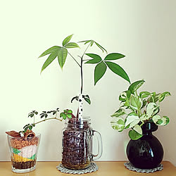 棚/水栽培　観葉植物/観葉植物/植物のある暮らし/観葉植物のある生活...などのインテリア実例 - 2020-10-16 14:29:50