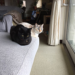 リビング/猫/黒猫のインテリア実例 - 2018-04-17 22:25:21