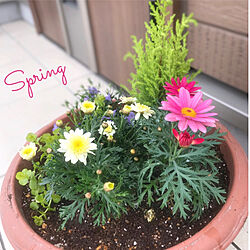 spring *✲ﾟ*/寄せ植え初心者/春支度/お花♡/玄関/入り口のインテリア実例 - 2021-04-03 17:19:17
