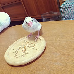 リビング/文鳥/鳥かご/100均/無印良品...などのインテリア実例 - 2015-12-27 08:02:48