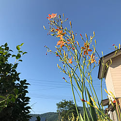 田舎の風景/花壇/玄関/入り口のインテリア実例 - 2019-08-18 16:44:56