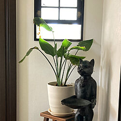 ブロンズの猫/猫とインテリア/植物のある暮らし/猫/室内窓...などのインテリア実例 - 2021-03-06 10:07:32