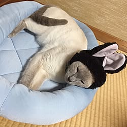 リビング/Ｎクール/猫が居る生活/猫/ニトリ...などのインテリア実例 - 2017-07-11 08:19:49