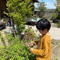 おうち時間/広縁のある家/日本家屋/隣接する家なし/庭...などのインテリア実例 - 2020-05-12 21:58:10