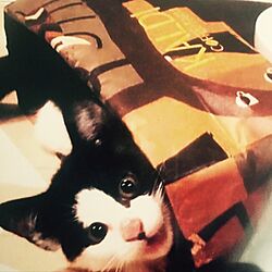 ショッパー/猫/猫ばっかり/猫部屋のインテリア実例 - 2017-03-04 18:22:05