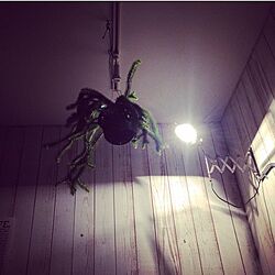 壁/天井/リコポディウム/植物のある暮らし/植物/板張り...などのインテリア実例 - 2016-01-31 20:39:04