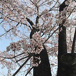 お花見/自然/桜満開/桜のインテリア実例 - 2018-04-05 08:55:32