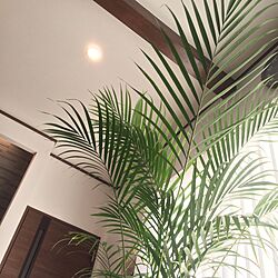 壁/天井/アレカヤシ/観葉植物のインテリア実例 - 2016-06-05 23:05:50