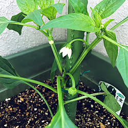 プランター菜園/家庭菜園の野菜たち/家庭菜園を楽しむ/家庭菜園のある生活/家庭菜園の暮らし...などのインテリア実例 - 2023-05-15 07:54:33