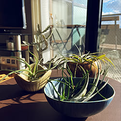 チランジア/スツール60/アルテック/北欧ヴィンテージ/植物のある暮らし...などのインテリア実例 - 2021-12-26 20:31:40