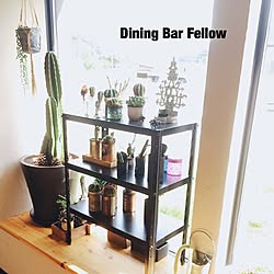 棚/植物/Dining Bar Fellow/NO GREEN NO LIFE/サボテンのインテリア実例 - 2016-06-02 21:24:20