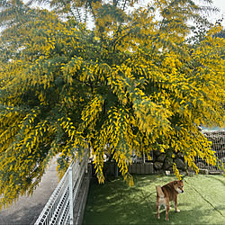 ミモザ/多頭飼いの家/お花のある暮らし/犬と暮らす/玄関/入り口のインテリア実例 - 2023-03-09 23:39:53