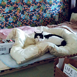 ベッド周り/ねこのいる暮らし/布団乾燥機/アイリスオーヤマ/はちわれ猫...などのインテリア実例 - 2022-05-07 10:50:48